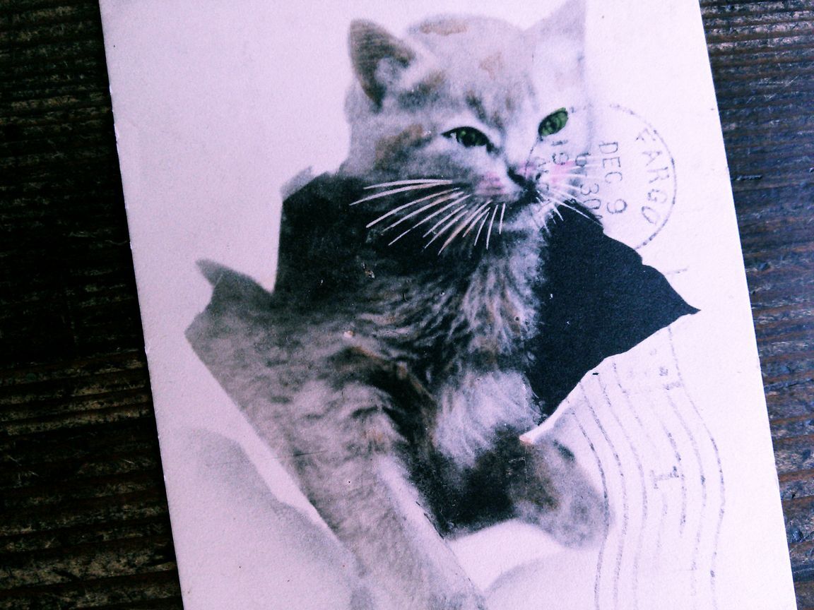 猫(11) W41◆アンティークポストカード フランス ドイツ ベルギー イタリア イギリス ネコ ねこ 子猫 外国絵葉書 ビンテージ_画像4