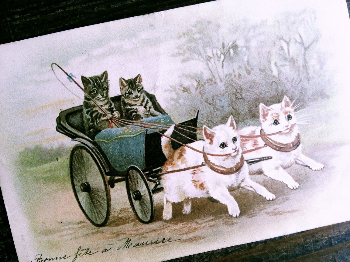  кошка (22) W41*Helena Maguire античный открытка Франция Германия Belgium Италия Англия кошка ... кошка зарубежный открытка с видом 
