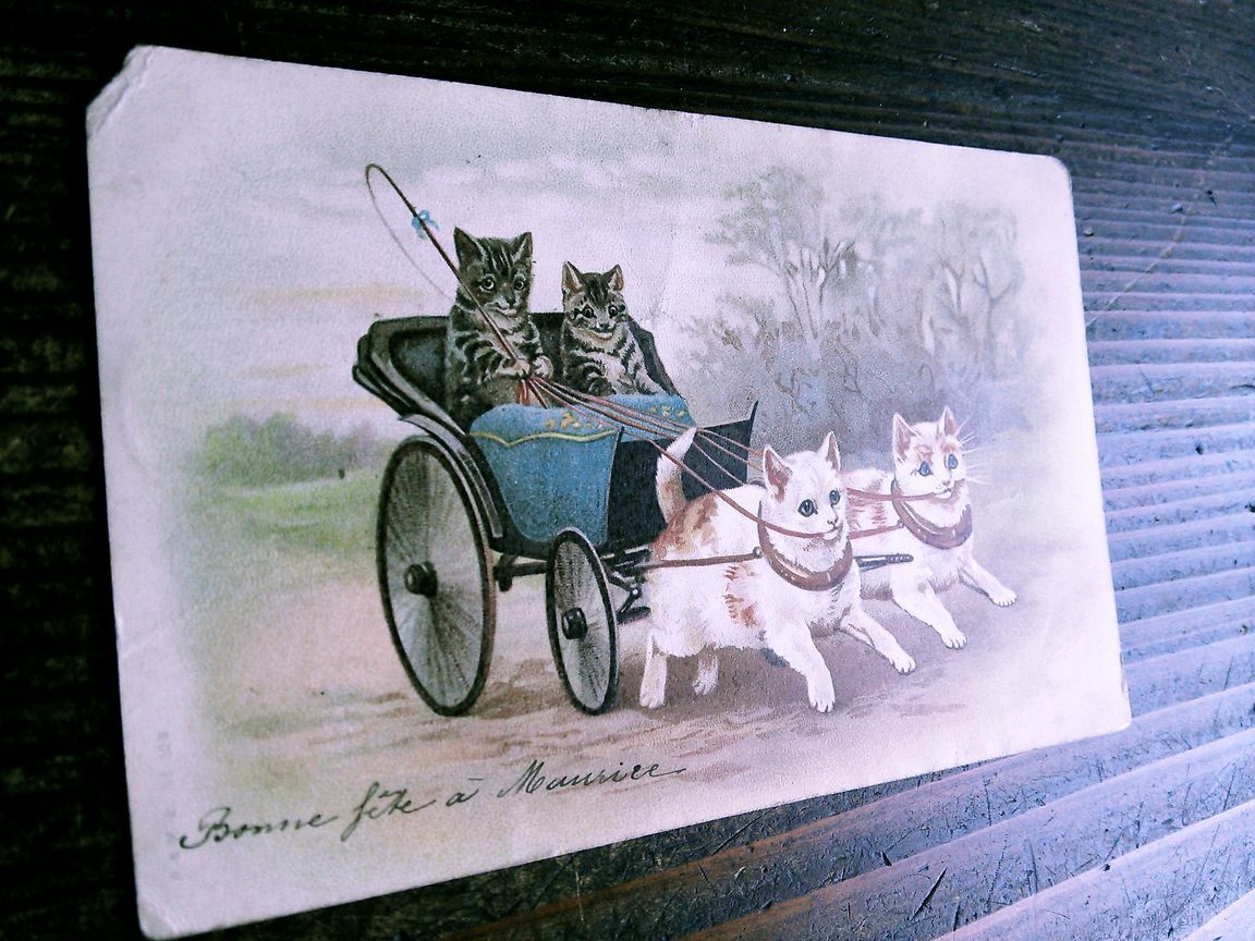  кошка (22) W41*Helena Maguire античный открытка Франция Германия Belgium Италия Англия кошка ... кошка зарубежный открытка с видом 