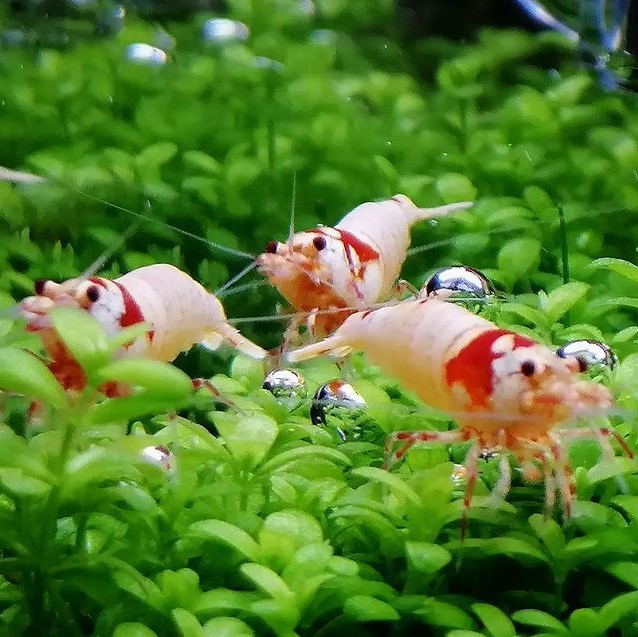  Red Bee Shrimp Mothra 10 pcs 