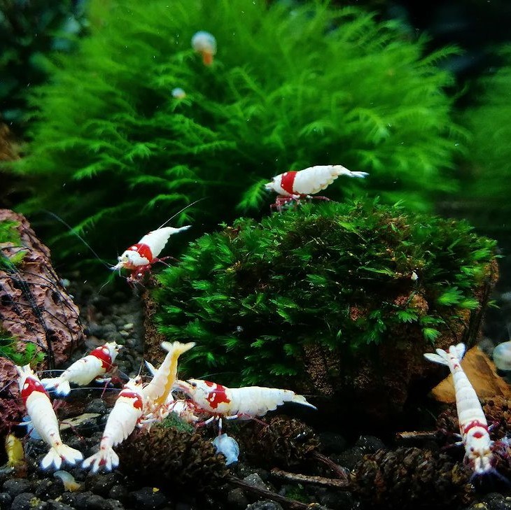  Red Bee Shrimp Mothra 10 pcs 