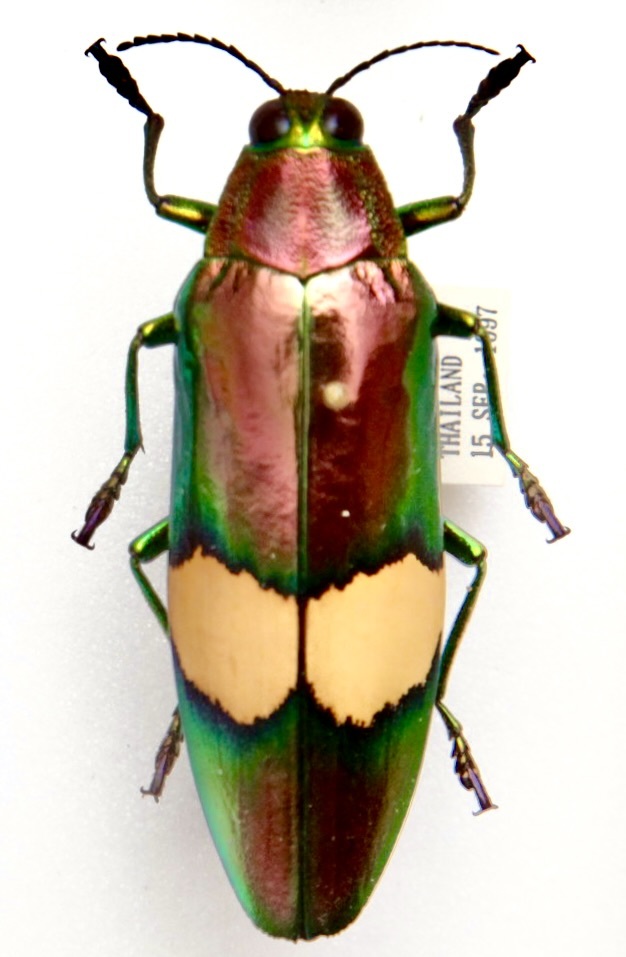 標本　キオビルリタマムシ Chrysochroa saundersi ペア 57mm・50mm THAILAND 産 WD_画像3