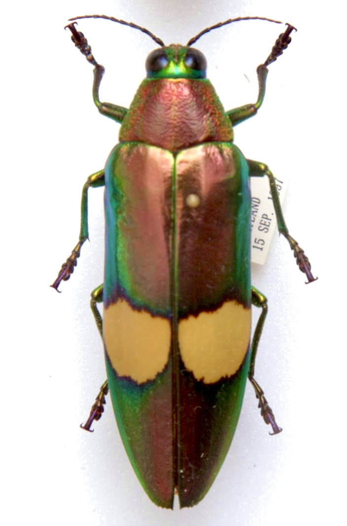 標本　キオビルリタマムシ Chrysochroa saundersi ペア 57mm・50mm THAILAND 産 WD_画像2