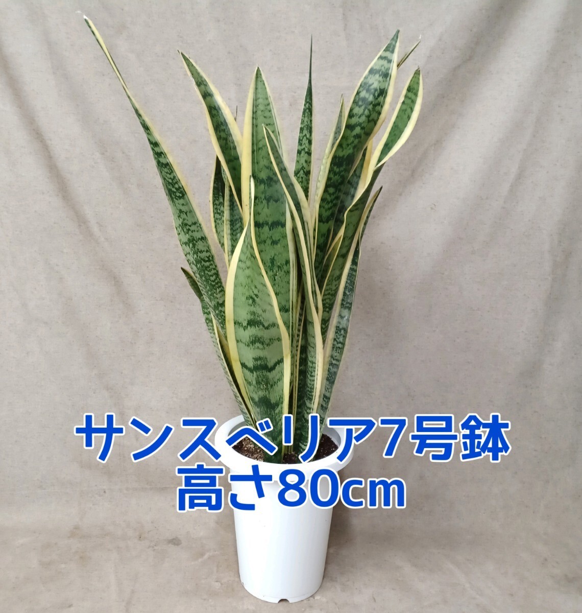  decorative plant sansevieria 7 number pot, Augusta 6 number pot sansevieria [ nationwide free shipping ]