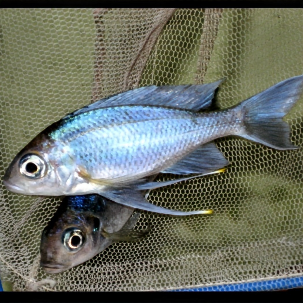 熱帯魚 餌400g!!プロ仕様 たっぷり大盛 ショップ 水族館 使用 エサ 飼料 フィッシュフード 飼料 観賞魚 食い付き抜群 エサ ブリーダー推奨_画像7