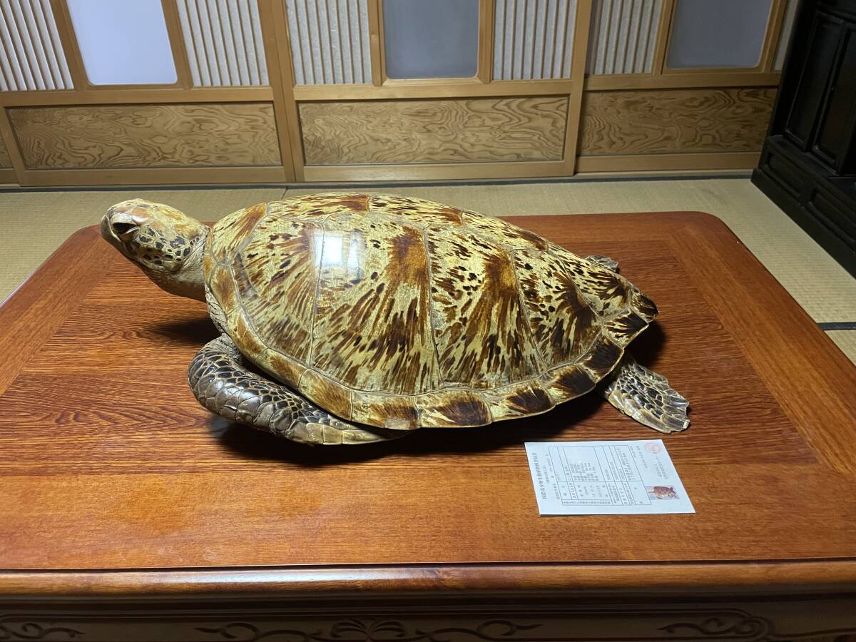 Yahoo!オークション - 【希少】アオウミガメ剥製(全長60cm×46cm Yahoo!オークション - 【希少】アオウミガメ剥製(全長60cm×46cm