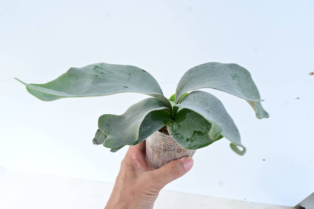 P.Saikeaw TC(P.andinum x P.willinckii)③ @bikamori.com staghorn fern rhinoceros ko-