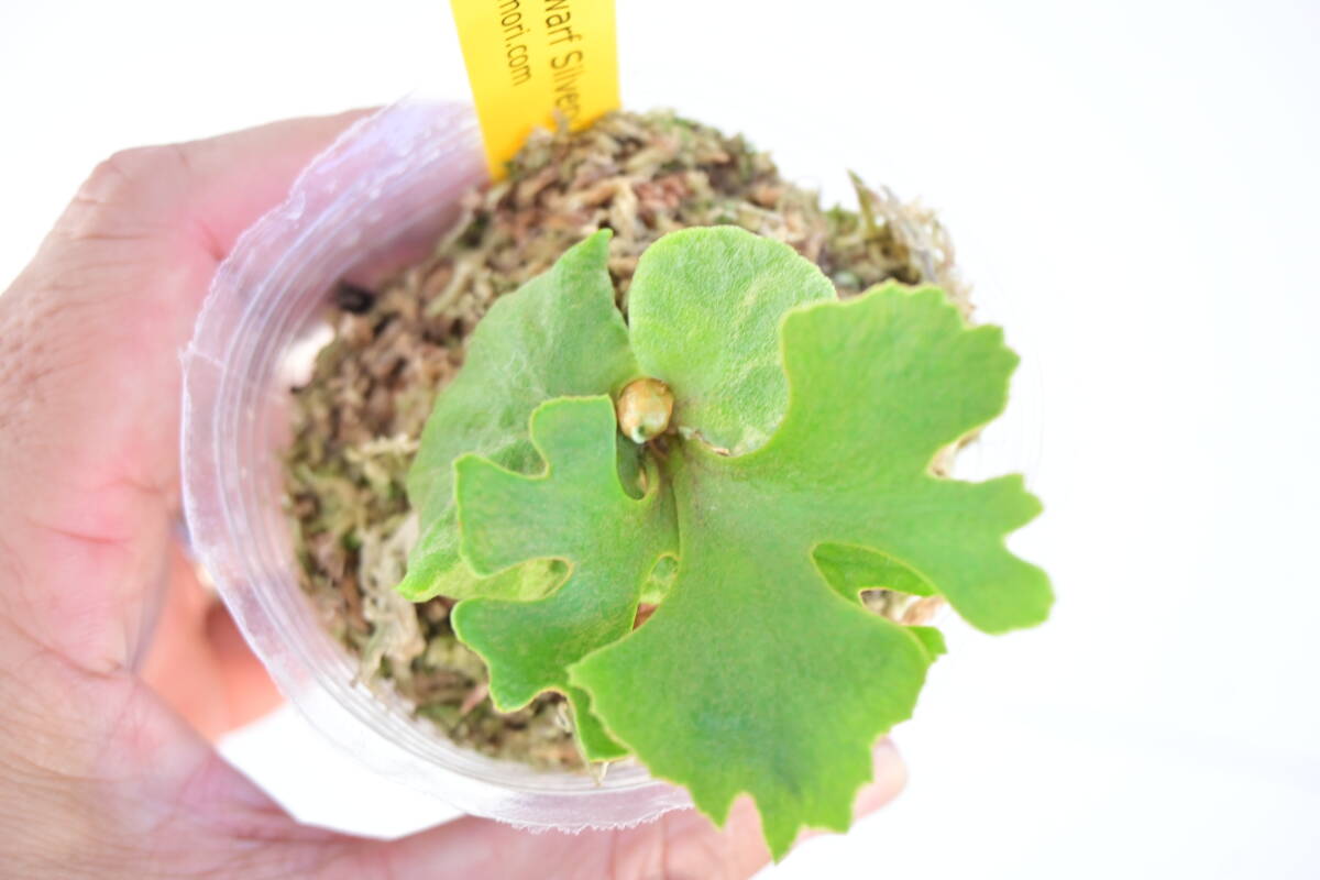 P.ridleyi 'Dwarf Silvery' spored⑧　 @bikamori.com リドレイ ドワーフシルベリー　ビカクシダ　