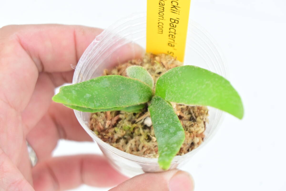 P.willinckii 'Bacteria' spored①　 @bikamori.com ウィリンキー バクテリア　ビカクシダ