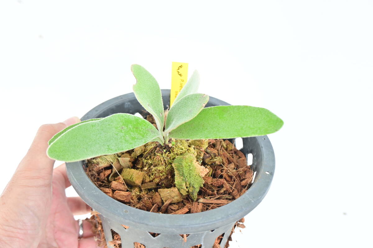 P.veitchii cv.Lisa spored(Compact Form)③　 @bikamori.com ビーチーリサ コンパクトフォーム ビカクシダ 