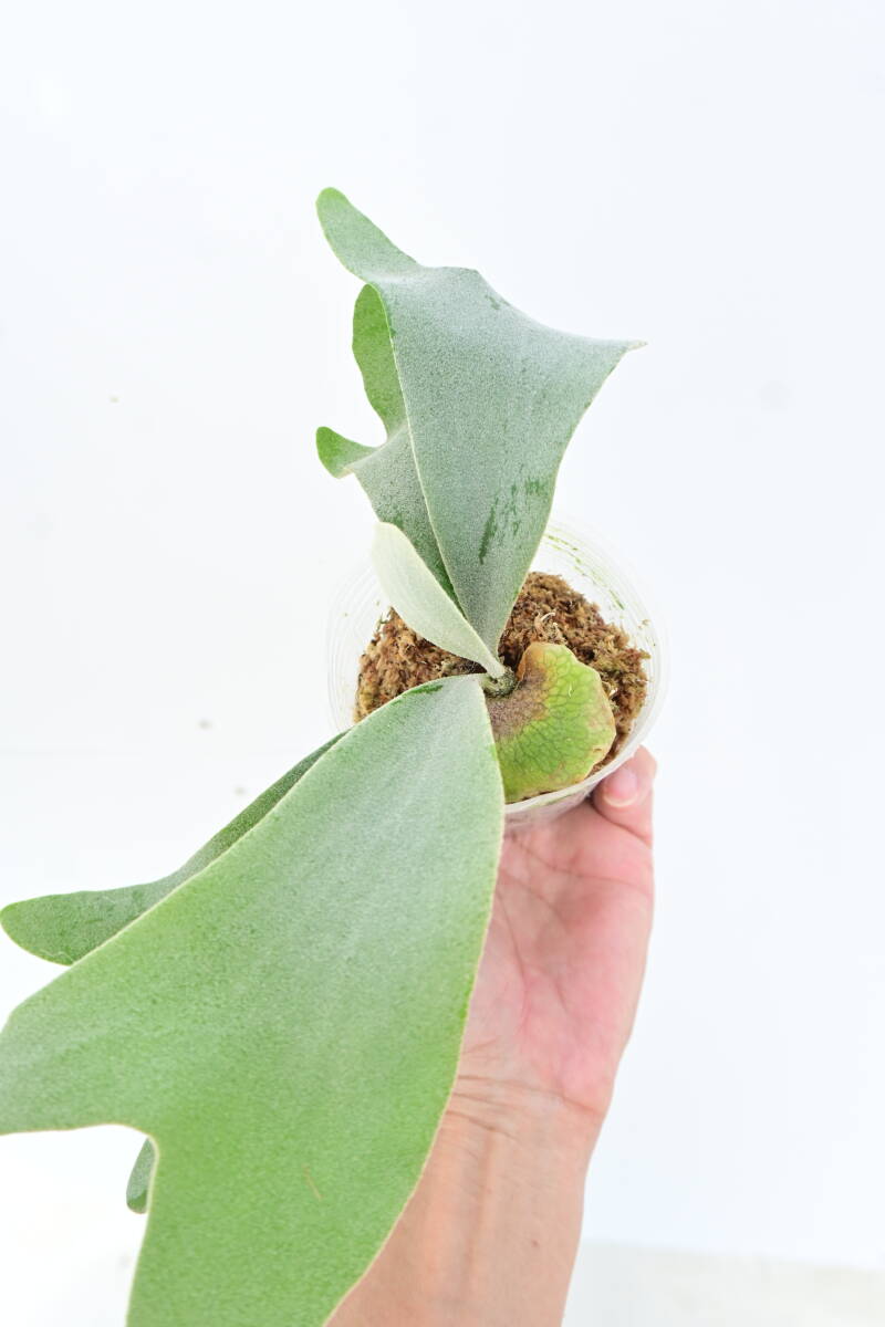 P.Saikeaw TC(P.andinum x P.willinckii)⑦ @bikamori.com ビカクシダ サイコー