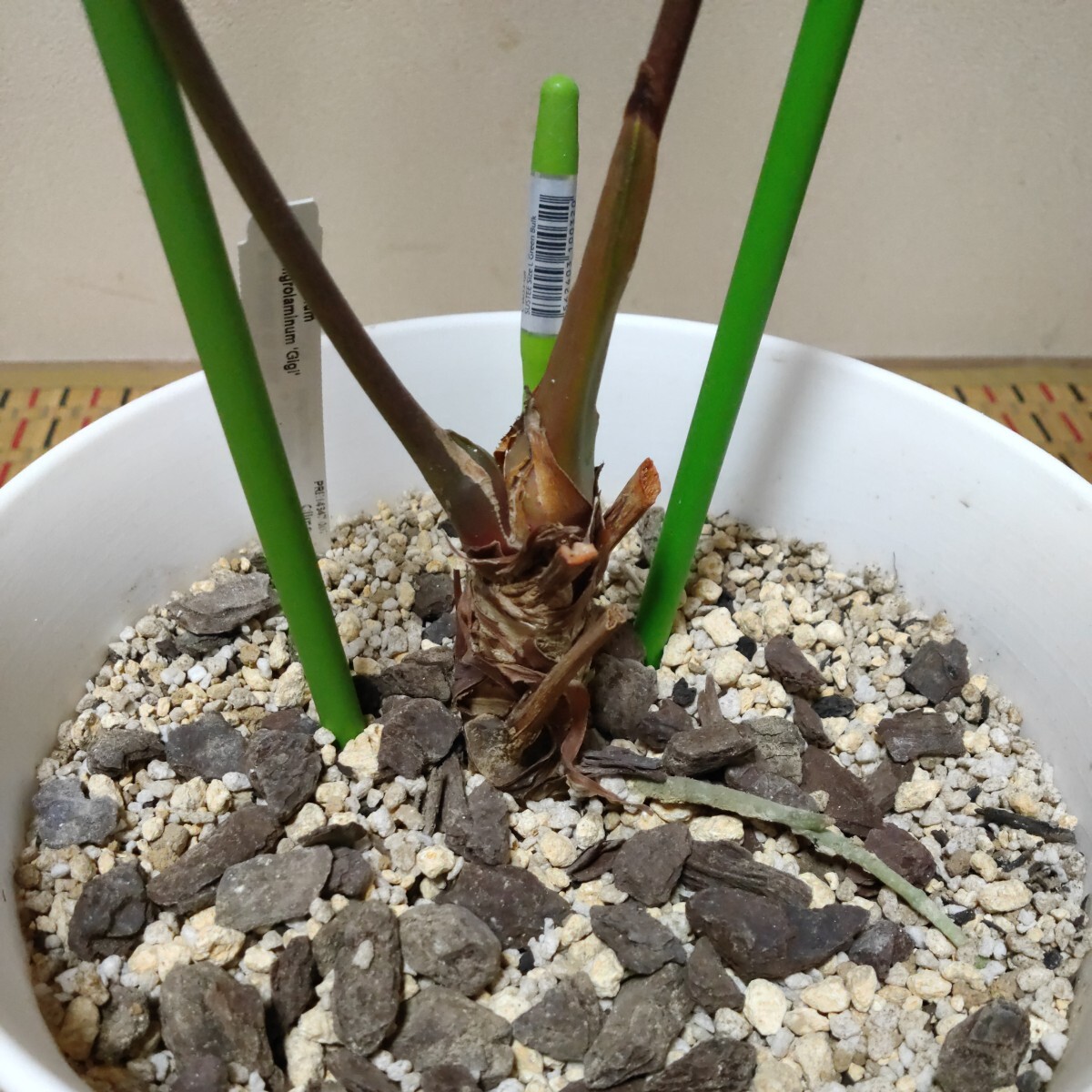Anthurium nigrolaminum ”gigi” アンスリウムニグロラミナムジジ フィロデンドロンモンステラ