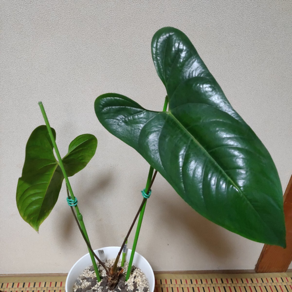 Anthurium nigrolaminum ”gigi” アンスリウムニグロラミナムジジ フィロデンドロンモンステラ