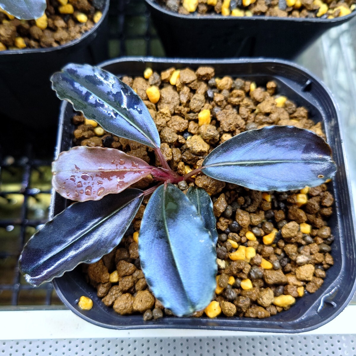 Bucephalandra sp. Blue Melon ブセファランドラ ブルーメロン 水上株の画像3