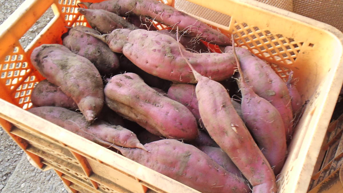 ....[B goods, circle length ] earth attaching 20kg [ former times while. ho k ho k! did, sweet potato. ] Ibaraki production ( Hokota production ) free shipping!