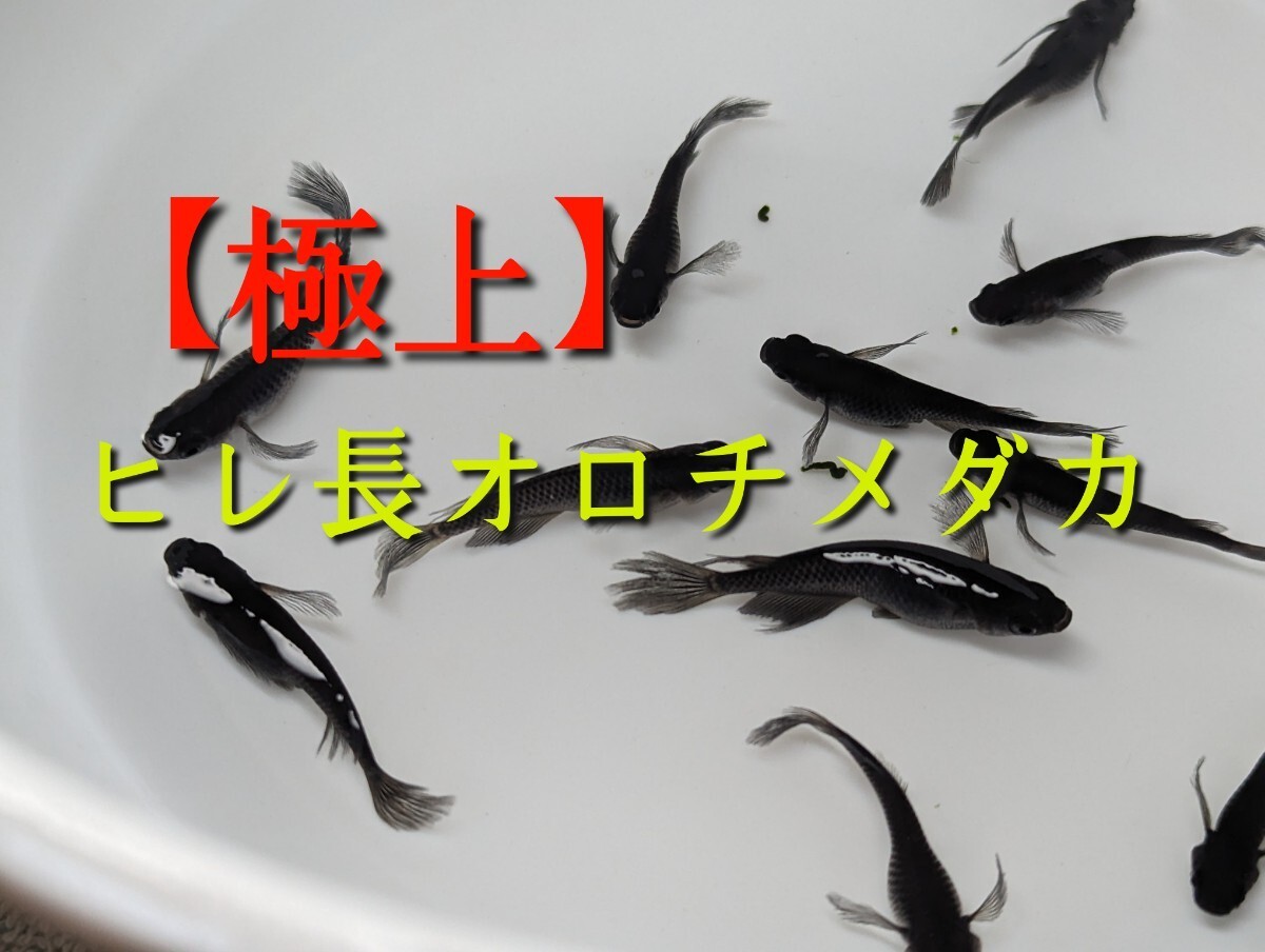 ヒレ長オロチメダカの有精卵20個＋α　スーパーブラック ブラックダイヤ 松井ヒレ長 ロングフィン サタン オロチ メダカ めだか_画像1