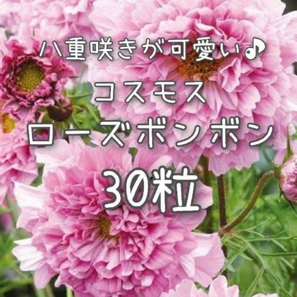 【ローズボンボンのタネ】30粒 種子 種 コスモス 秋桜 切り花にも 花