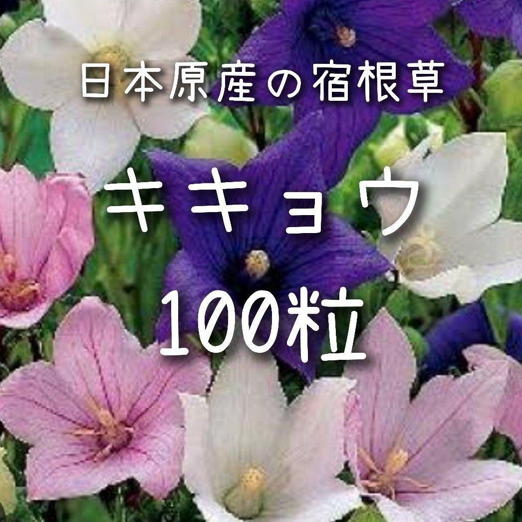 【桔梗のタネ】100粒 種子 種 キキョウ ききょう 切り花にも 花