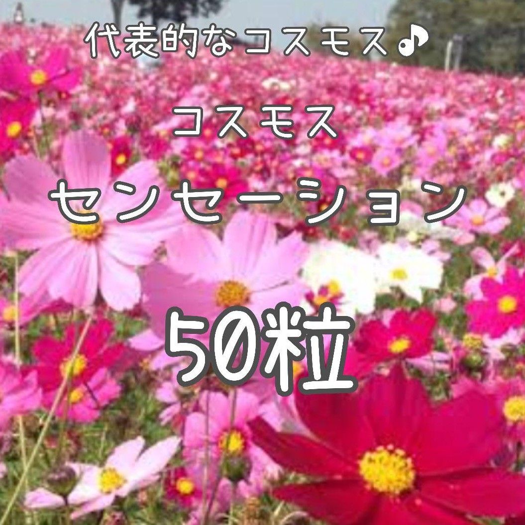 【センセーションのタネ】50粒 種子 種 コスモス 秋桜 切り花にも 花