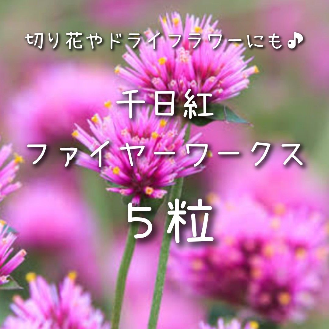 【ファイヤーワークスのタネ】5粒 種子 種 千日紅 センニチコウ 切花やドライフラワーに