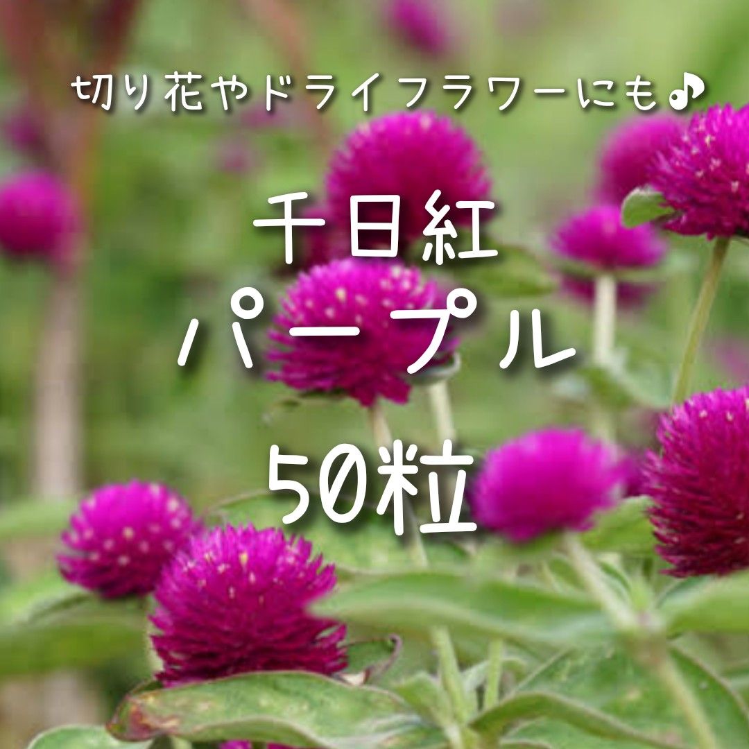 【千日紅のタネ】50粒 種子 種 センニチコウ 切り花やドライフラワーにも 紫