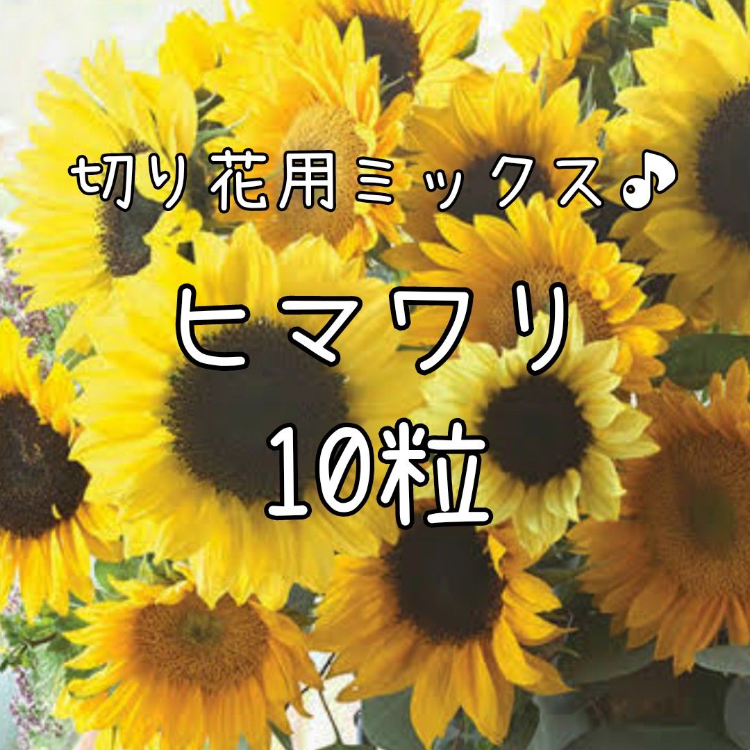 【切り花用ヒマワリのタネ】10粒 種子 種 向日葵 ひまわり 花 夏 切り花にも