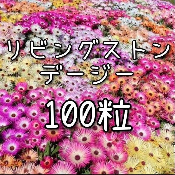 【リビングストンデージーのタネ】100粒 種子 種 花