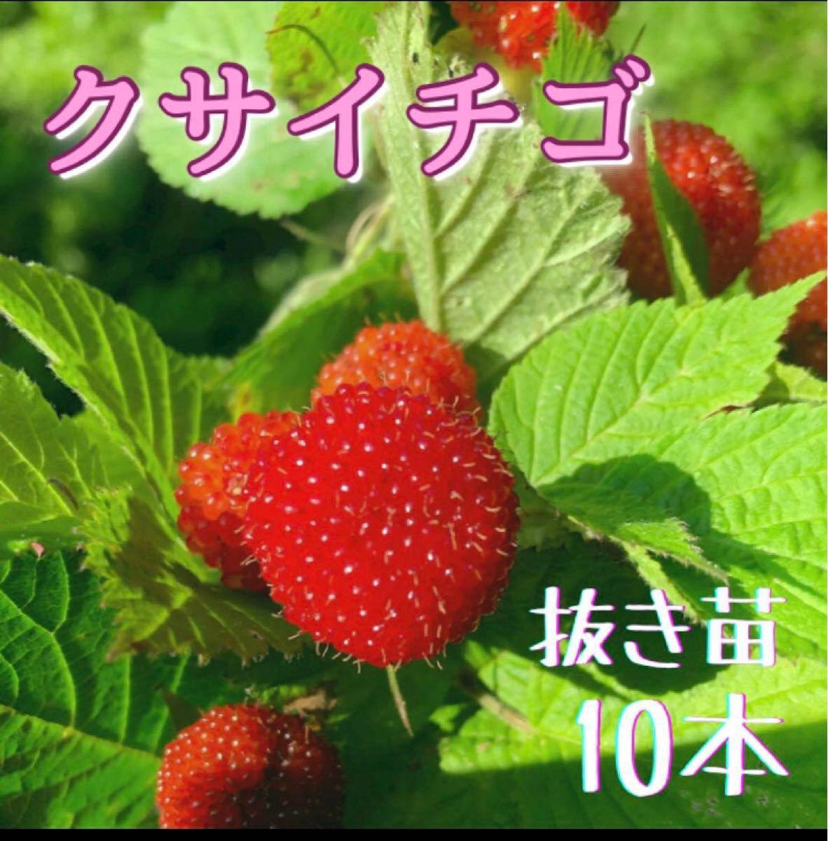 クサイチゴ　抜き苗　10株入り　おいしい野苺