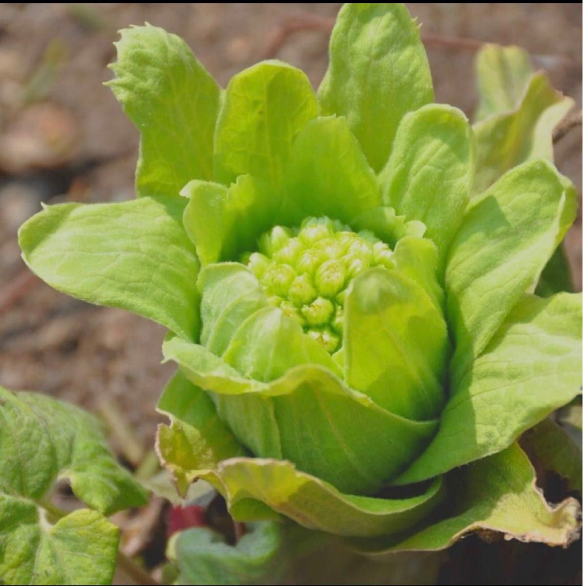 ふきのとう苗　10本入り　植えっぱなし　簡単