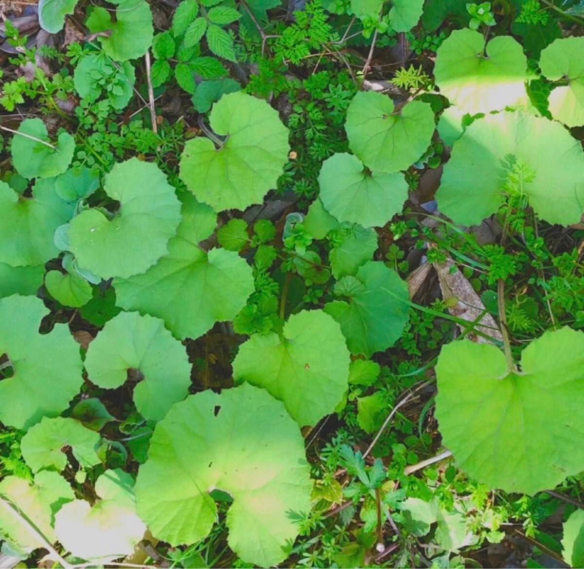 ふきのとう苗　10本入り　植えっぱなし　簡単