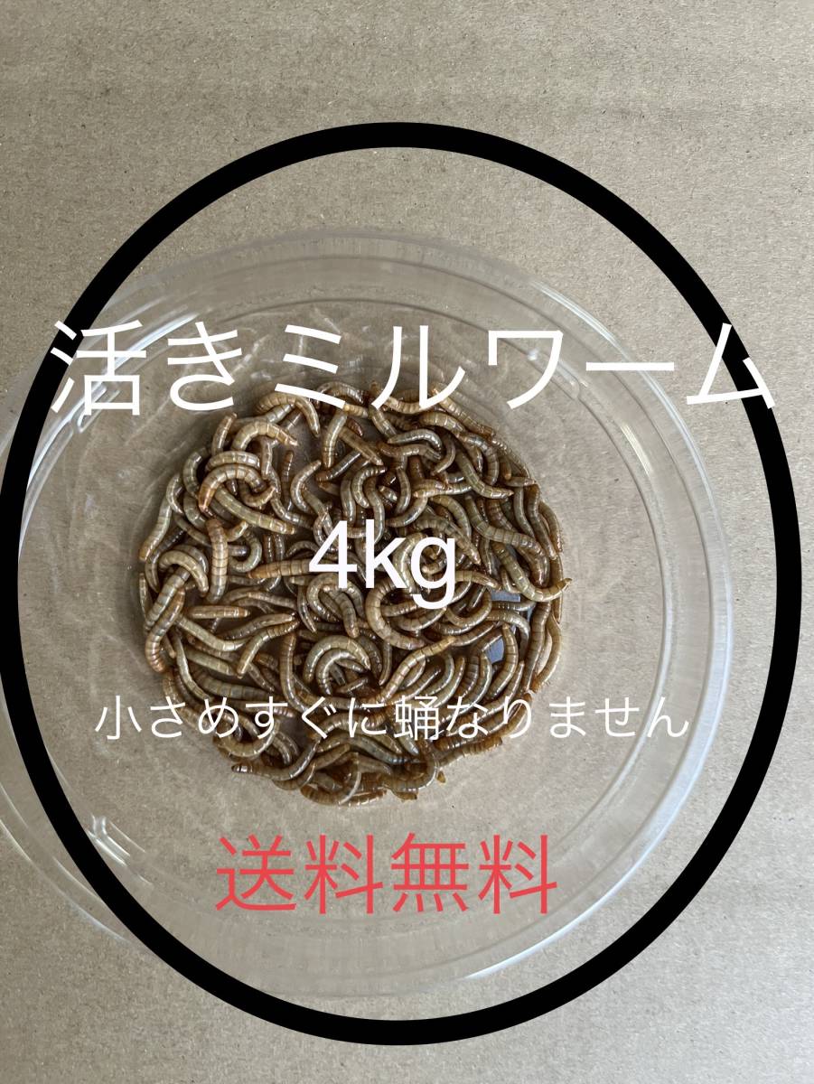 4.ミルワーム 活ミルワーム 国産 4キロ 送料無料!