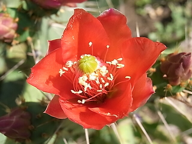 紅花団扇　ウチワサボテン　花サボテン　オプンチア　opuntia_画像1