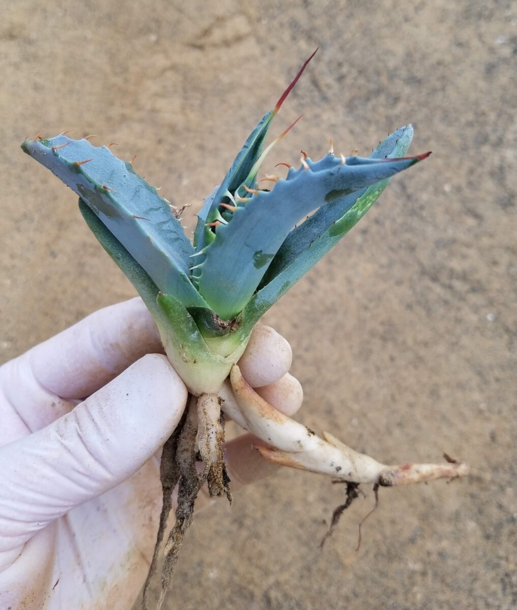 アガベ パラサナ ミートクロウ agave parrasana MeatClaw 検索 チタノタ 華厳 パリー アメリカーナの画像4