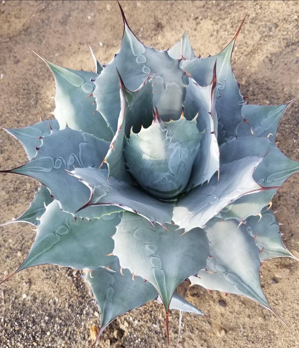 アガベ パラサナ グローブ カキ子株 agave parrasana globe 検索 チタノタ 華厳 パリー アメリカーナ_画像1