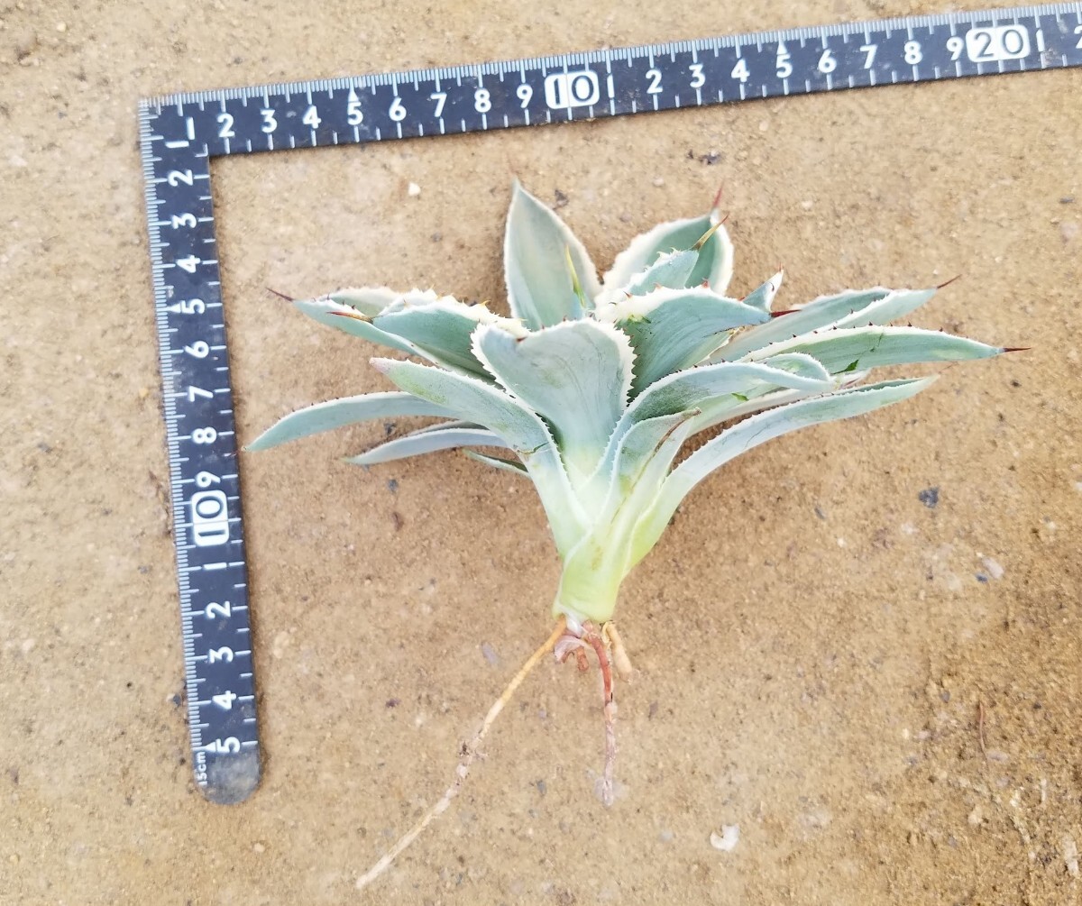 アガベ ポタトラム 吉祥冠錦 agave potatorum Kissho Kan variegata斑入り 検索チタノタ 華厳 パリー アメリカーナ オリザバ トランカータの画像7