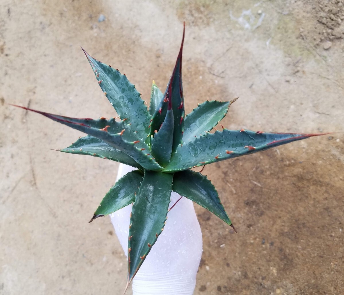 特殊選抜 Agave utahensis var. eborispina アガベ ユタエンシス エボリスピナ 検索 チタノタ アメリカーナパリー トランカータの画像1