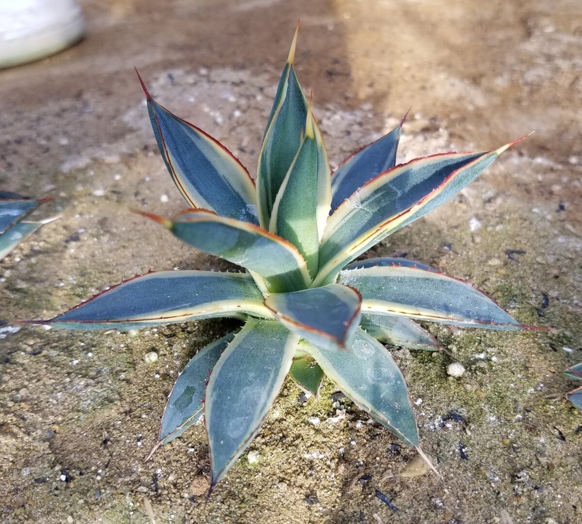 稀少【特選美株】 アガベ バーントバーガンディ錦 Agave Burnt Burgundy Variegata 斑入り 検索 アメリカーナ トランカータ パリー _画像6