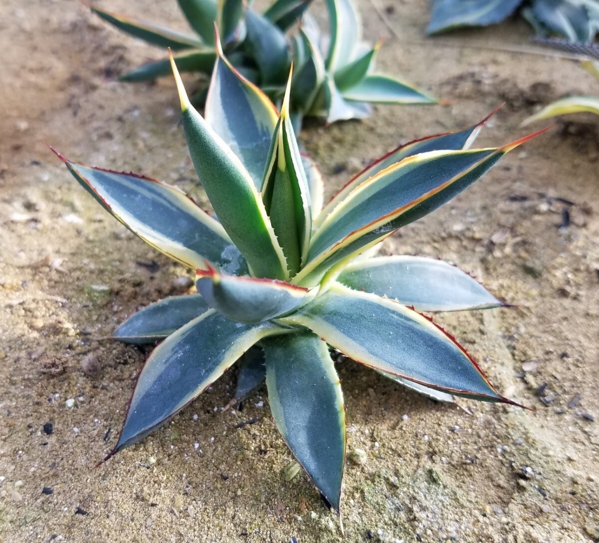 稀少【特選美株】 アガベ バーントバーガンディ錦 Agave Burnt Burgundy Variegata 斑入り 検索 アメリカーナ トランカータ パリー _画像3