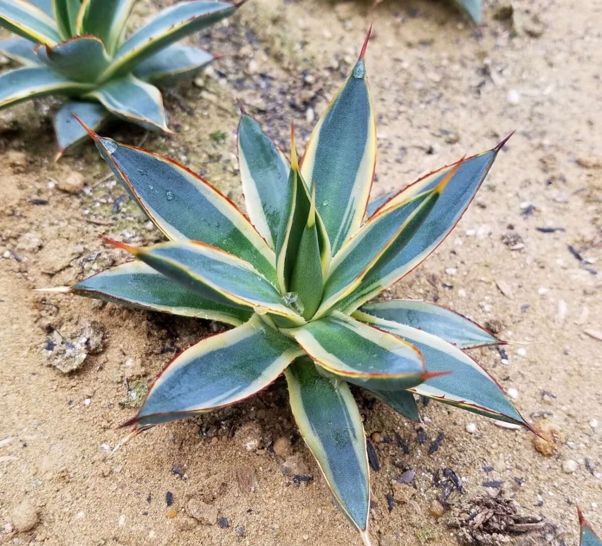 稀少【特選美株】 アガベ バーントバーガンディ錦 Agave Burnt Burgundy Variegata 斑入り 検索 アメリカーナ トランカータ パリー の画像6