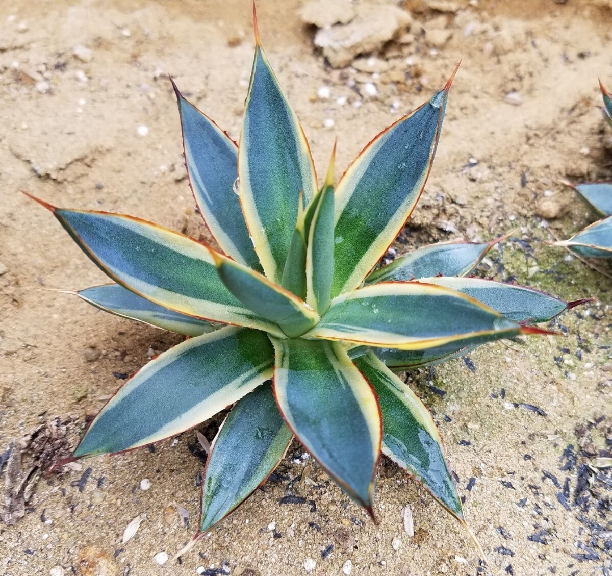 稀少【特選美株】 アガベ バーントバーガンディ錦 Agave Burnt Burgundy Variegata 斑入り 検索 アメリカーナ トランカータ パリー の画像5