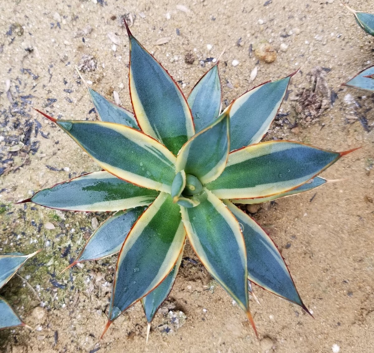 稀少【特選美株】 アガベ バーントバーガンディ錦 Agave Burnt Burgundy Variegata 斑入り 検索 アメリカーナ トランカータ パリー の画像3