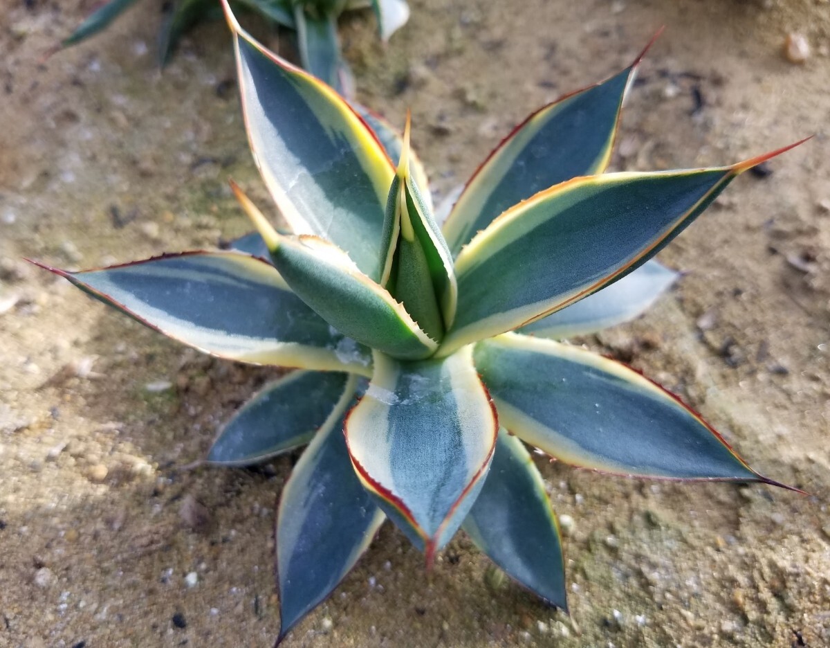 稀少【特選美株】 アガベ バーントバーガンディ錦 Agave Burnt Burgundy Variegata 斑入り 検索 アメリカーナ トランカータ パリー _画像5