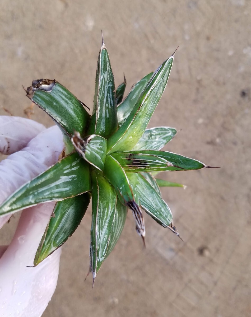 子株付き！アガベ 姫笹の雪 Agave victoriae reginae ビクトリアレジーナ　検索 チタノタ 華厳 パリー_画像7