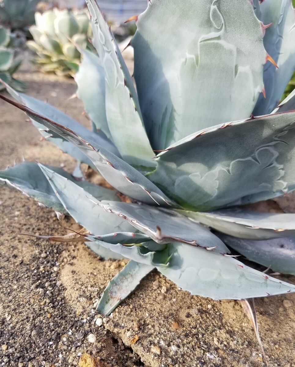 アガベ パラサナ グローブ カキ子株 agave parrasana globe 検索 チタノタ 華厳 パリー アメリカーナ_画像4