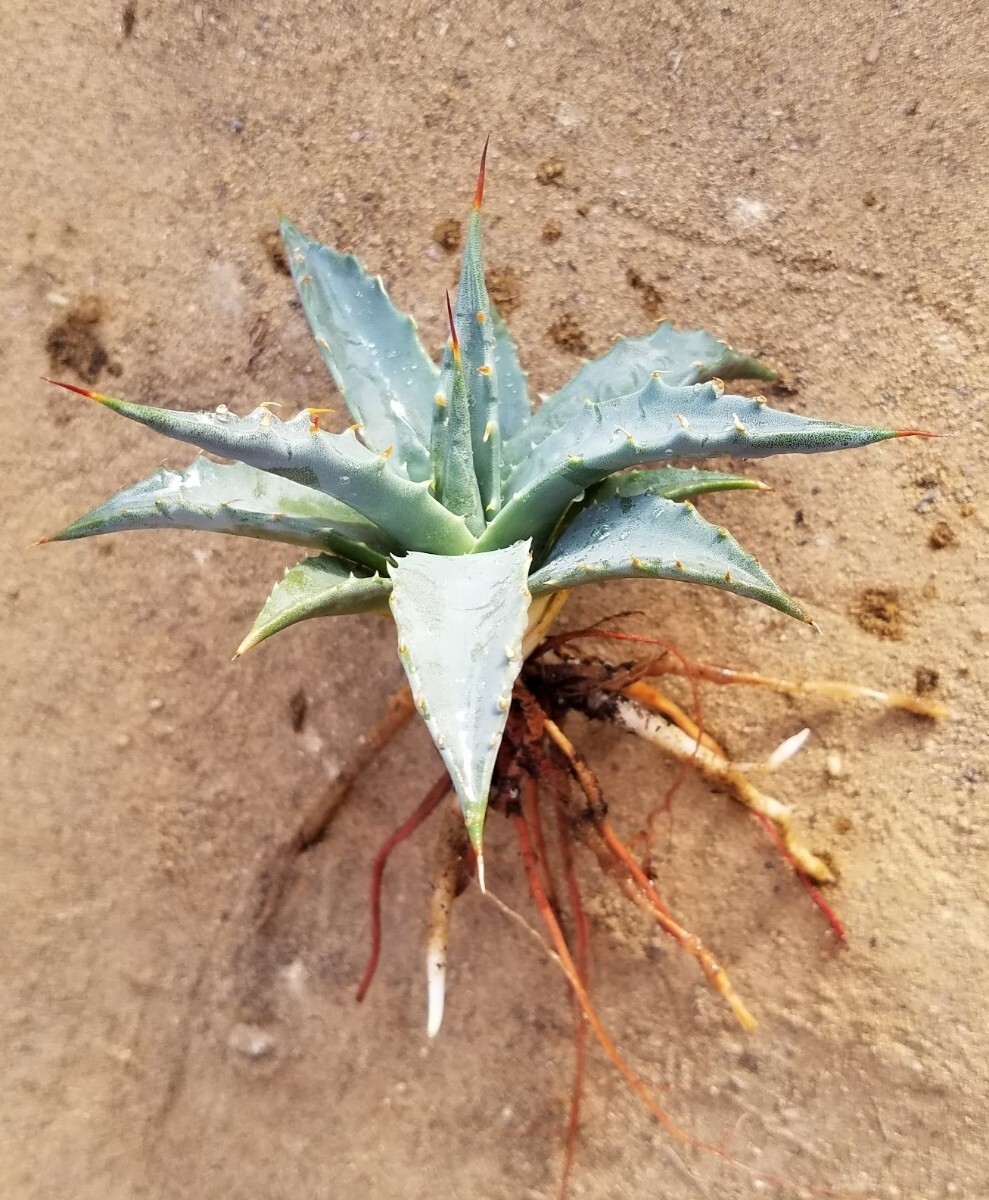 特選抜 Agave utahensis var. eborispina アガベ ユタエンシス エボリスピナ 検索 チタノタ アメリカーナパリー トランカータの画像7