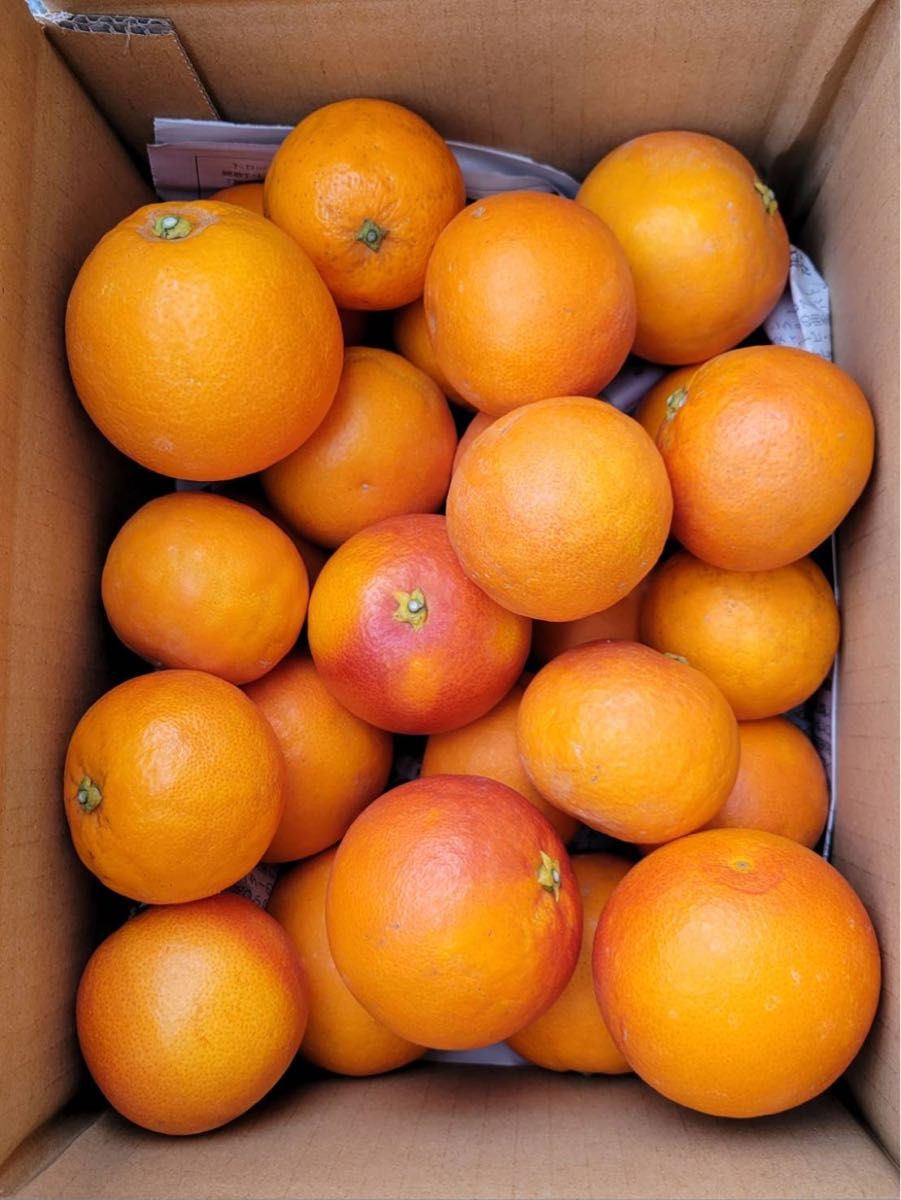 愛媛県産　ブラッドオレンジ（タロッコ）3kg 柑橘　ミカン
