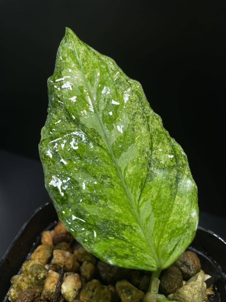 TZ便ネームド株 Aglaonema picutum Aceh Sumatra T-301219-b-2 『天衣無縫』増殖株 アグラオネマの画像3