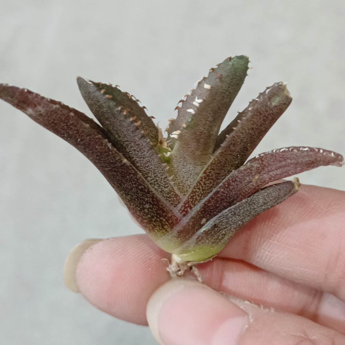 Yahoo!オークション - 【飛竜園】F-382 多肉植物 アガベ Yahoo!オークション - 【飛竜園】F-382 多肉植物 アガベ