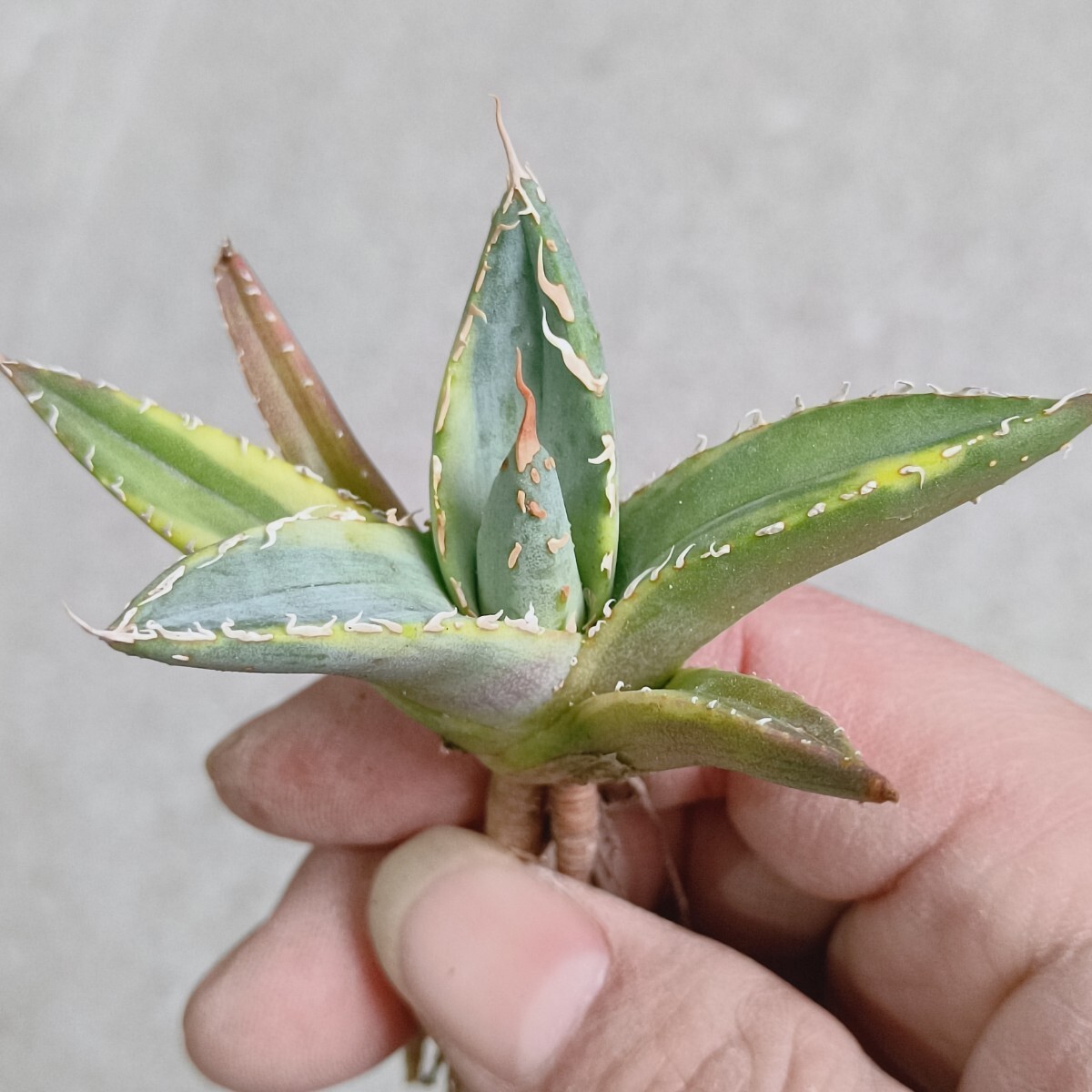 【飛竜園】F-975 特選 アガベ チタノタ 帝君錦 覆輪斑 agave emperor 強棘 狂刺 背棘 極上株 激レア 発根済_画像7