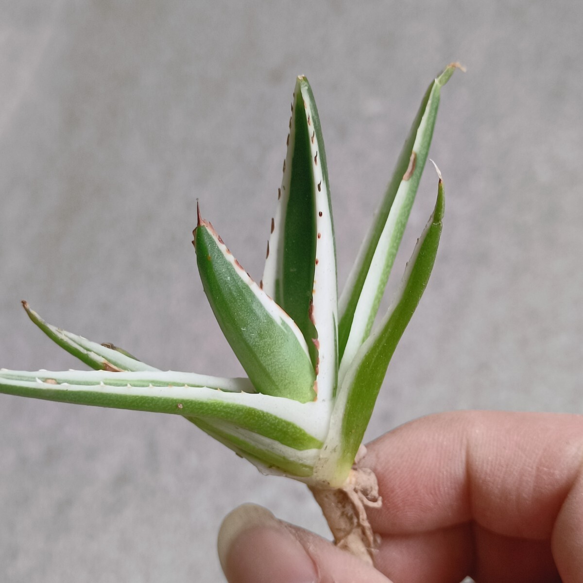 【飛竜園】F-259 多肉植物 アガベ 丸叶 氷山 極上子株 の画像3